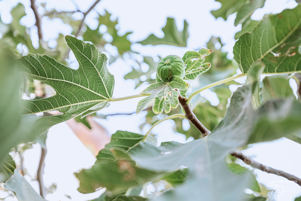 20251022 103553 - USBEKISTAN _455-1 | Herzlich willkommen auf meiner Seite! Ich bin Elke Wallnisch, Deine Fotografin für lichtstarke Momente. Der Name steht für alles, was mich mit der Fotografie verbindet: Das Licht und seine machtvolle Wirkung auf eine Situation oder unsere Stimmung - Realisiert mit Pictrs.com