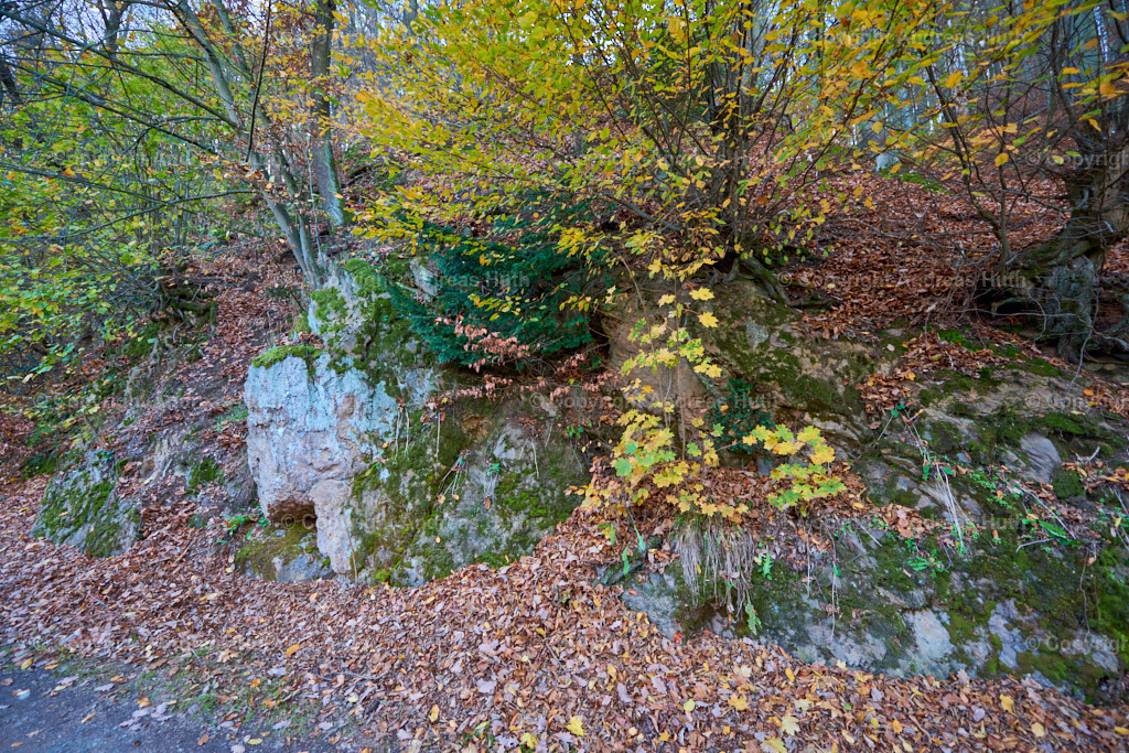 Im Tharanther Wald 03 | Bedeutsame Landschaften Deutschlands - Realisiert mit Pictrs.com