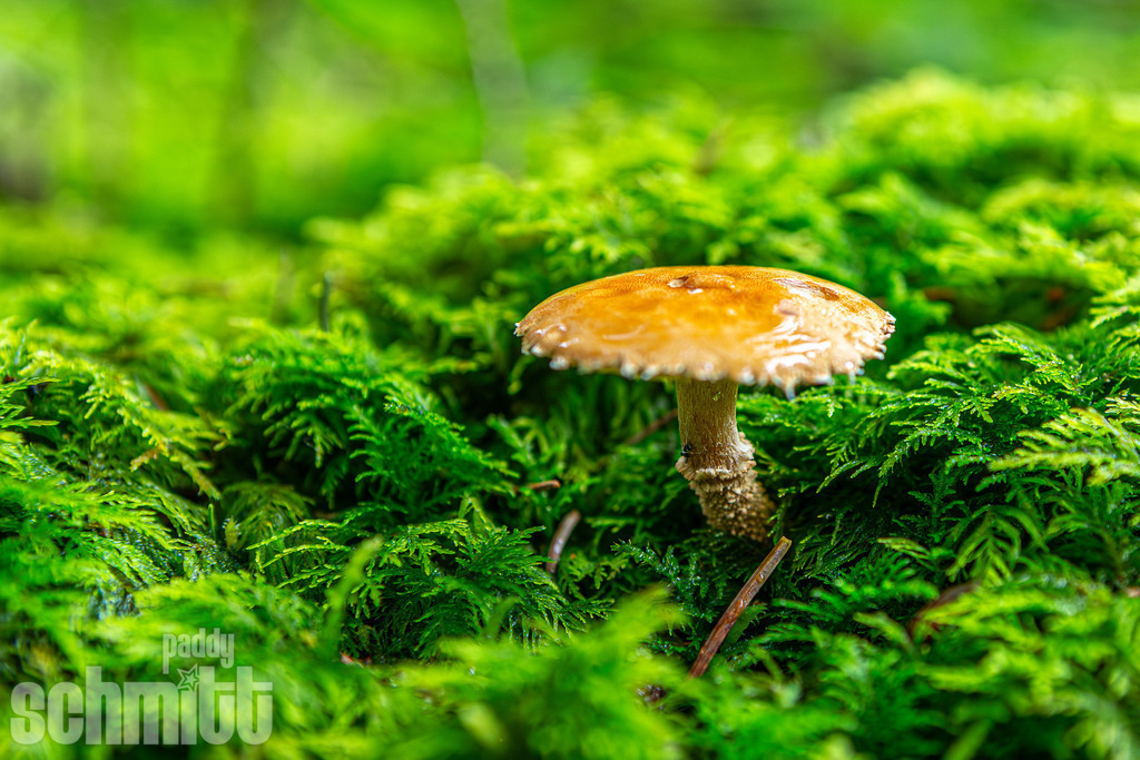 PS-Natur-2026-39 | Entdecke die größte Bildgalerie der Region mit Fotografien aus dem Allgäu, der Bodenseeregion, Oberschwaben, dem Donautal und der Schwäbischen Alb. Landschaften, Luftaufnahmen und Reisefotografie als Wandbild und Fotokunst. - Realisiert mit Pictrs.com