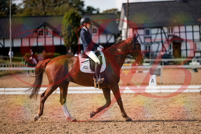 2026_10_03_Siefer-Hof_132759_Z63_87541010 | Professionelle Reitsport-, Turnier- und Eventfotografie von Robert Broda. Galerien mit ausgewählten und bearbeiteten Bildern direkt online ansehen und bestellen.