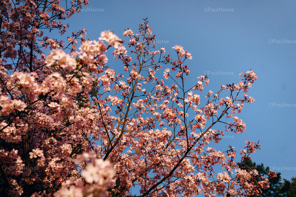 20220324_PaulHense_S0021_DSC03485 | paulhense - Realisiert mit Pictrs.com