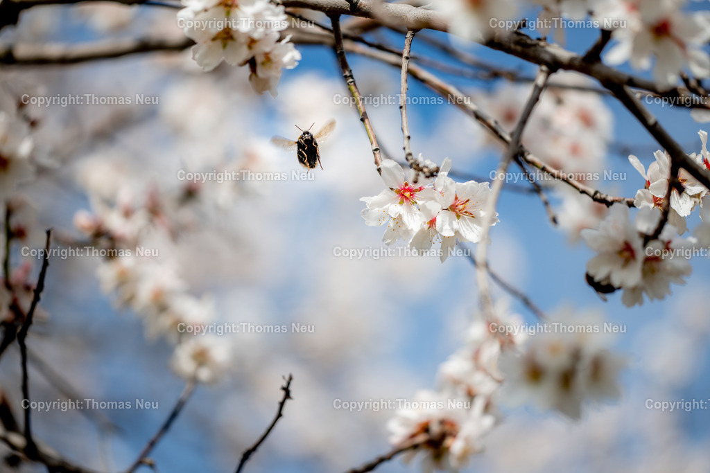 Hummel-Mandelbluete-Bergstrasse-Weinberge-Fruehling-hessische-bergstrasse-Bensheim-Heppenheim-Fotografie-Thomas_neu-1424 | Die Mandelblüte an der Hessischen Bergstraße gehört zu den schönsten Frühlingsmomenten der Region. Ein blühender Mandelbaum steht oberhalb der Weinberge zwischen Bensheim und Heppenheim und bietet einen weiten Blick über die Rebenlandschaft.  Die Kombination aus blühenden Mandelbäumen, Weinbergen und der sanften Landschaft der Bergstraße macht diese Szene zu einem typischen Motiv des Frühlings in Südhessen.,Bild: Thomas Neu