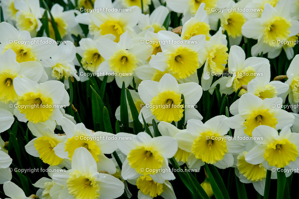 Deutschland_ Baden-Wuerttemberg Friedrichshafen am Bodensee_ 28.03.2025-10 | 28.03.2025, Deutschland, GER, Baden Wuerttemberg, Friedrichshafen am Bodensee, im Bild Blumen, Narzissen, Wiese, Fruehling, gelb