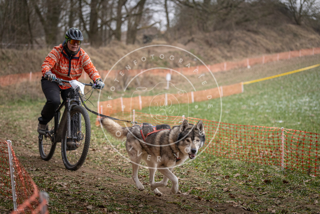 Pfotenfotografie_DV3A6318 | Hundefotografie, Tierfotograf, Pfotenfotografie, Fotoshooting Hund, Hunde Portrait, Hundesport, Hundeportraits, Heideshooting, Hunde, Sportfotograf, Hundefotograf, Turnierhundsport, THS,  - Realisiert mit Pictrs.com