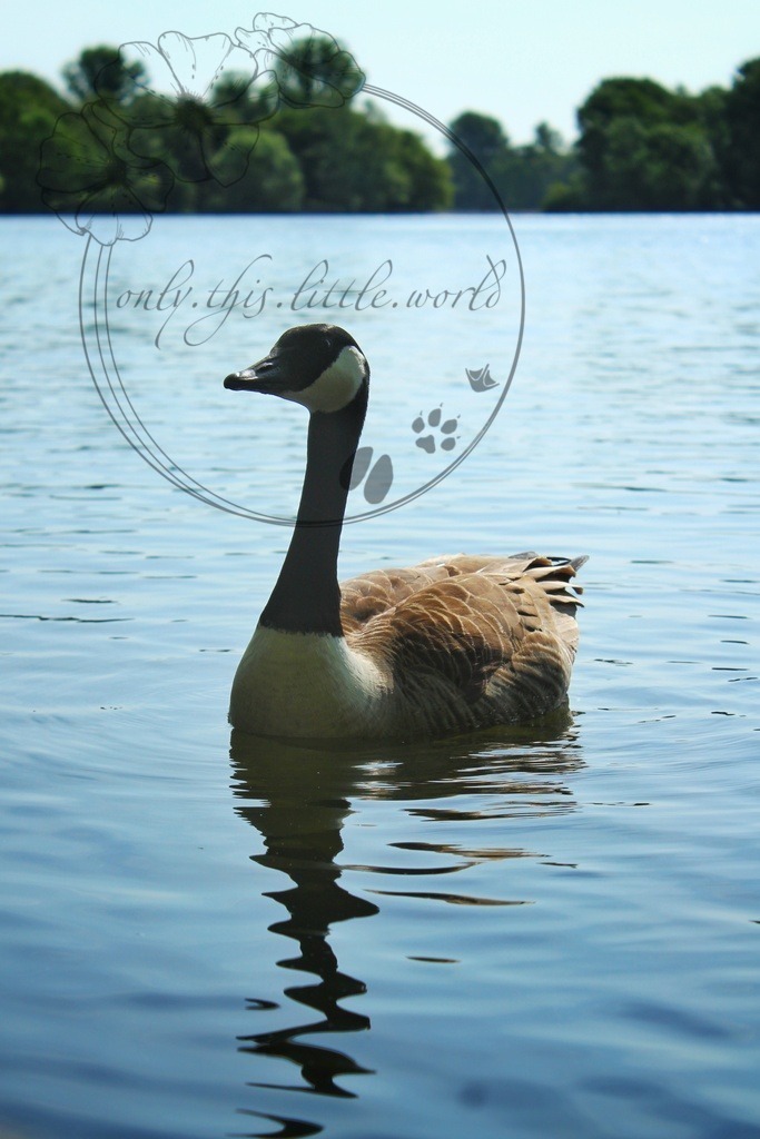 Kanadagans | only.this.little.world - Realisiert mit Pictrs.com