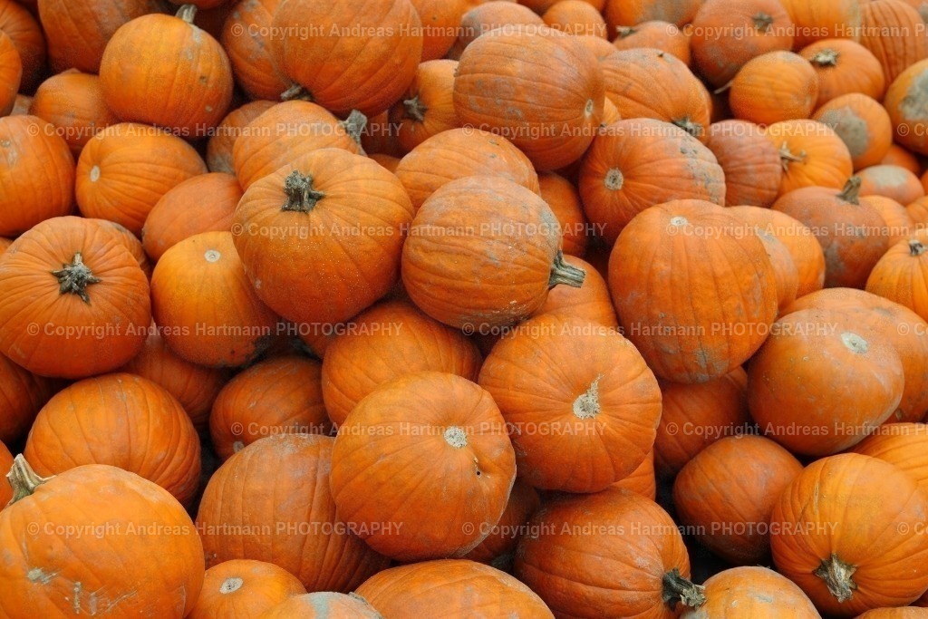 Kürbisernte | Kürbisernte - Realisiert mit Pictrs.com
