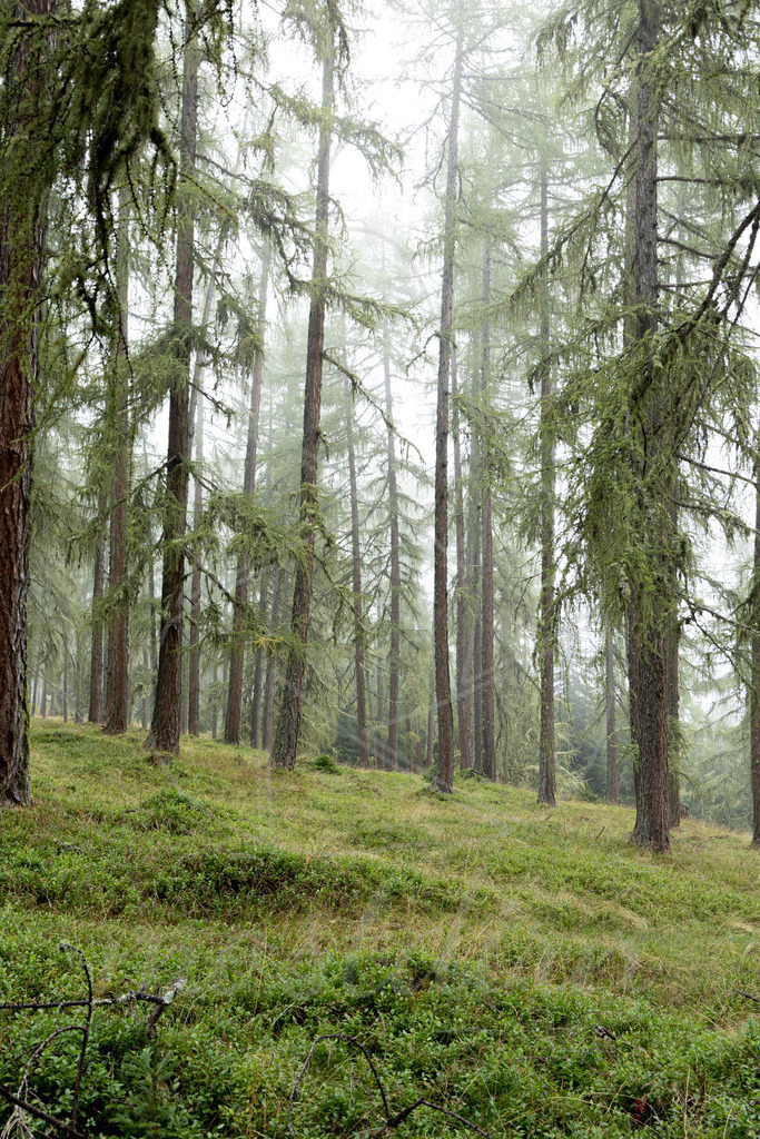 Laerchennebel_Mostdirn_Irmgard_Wieser_2025-2293 | Ihre Fotografin im Lungau, ihre Fotografin im Mostviertel, Wandbilder Onlineshop, Imagefotos für Ihr Unternehmen,  - Realisiert mit Pictrs.com