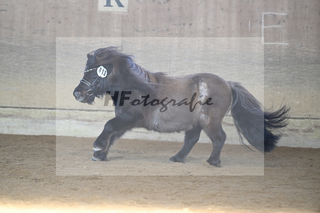 Kat-Nr. 13 Tassilo vom Radebachtal v. MLs Tamino_Gossing_49250590 | hf-fotografie - Realisiert mit Pictrs.com