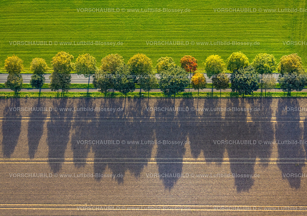 Xanten241014093 | Luftbild, herbstliche Baumallee mit Schattenwurf, grün-brauner Kontrast der Wiesen und Felder, Lüttingen, Xanten, Niederrhein, Nordrhein-Westfalen, Deutschland