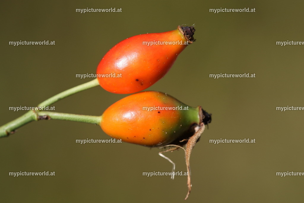 Hundsrose-021 | Das Bilderarchiv über Tiere, Planzen und Landschaften. In der Bilddatenbank finden Sie ein große Auswahl an hochwertigen Bilder für Ihre Werbung - Realisiert mit Pictrs.com