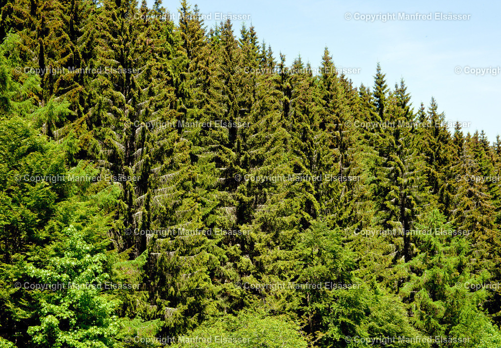 Mischwald mit Tannen WB-016 | Wald, Ruhe, Erholung, Abschalten, relaxen, Augenoasen, Kraft tanken, Waldbaden, Stress reduzieren, Bäume, Kirschblüten, Frühlingswald, Sonne im Wald, Licht im Wald, Herbstwald, Waldwege, Gebirgswald, Wasser im Wald, Felsen im Wald, - Realisiert mit Pictrs.com