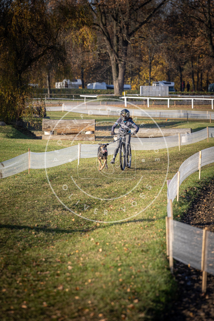 CaniXpix_DV3A1842 | Hundefotografie, Tierfotograf, Pfotenfotografie, Fotoshooting Hund, Hunde Portrait, Hundesport, Hundeportraits, Heideshooting, Hunde, Sportfotograf, Hundefotograf, Turnierhundsport, THS,  - Realisiert mit Pictrs.com