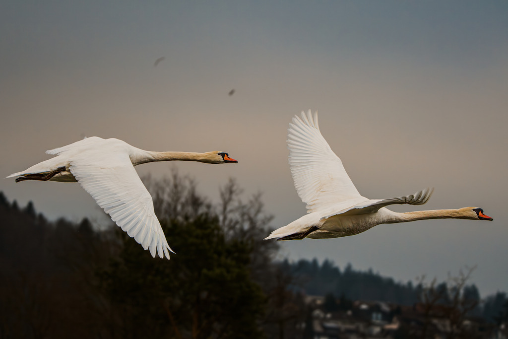 Wingmen | Schwäne im Formationsflug - Realisiert mit Pictrs.com