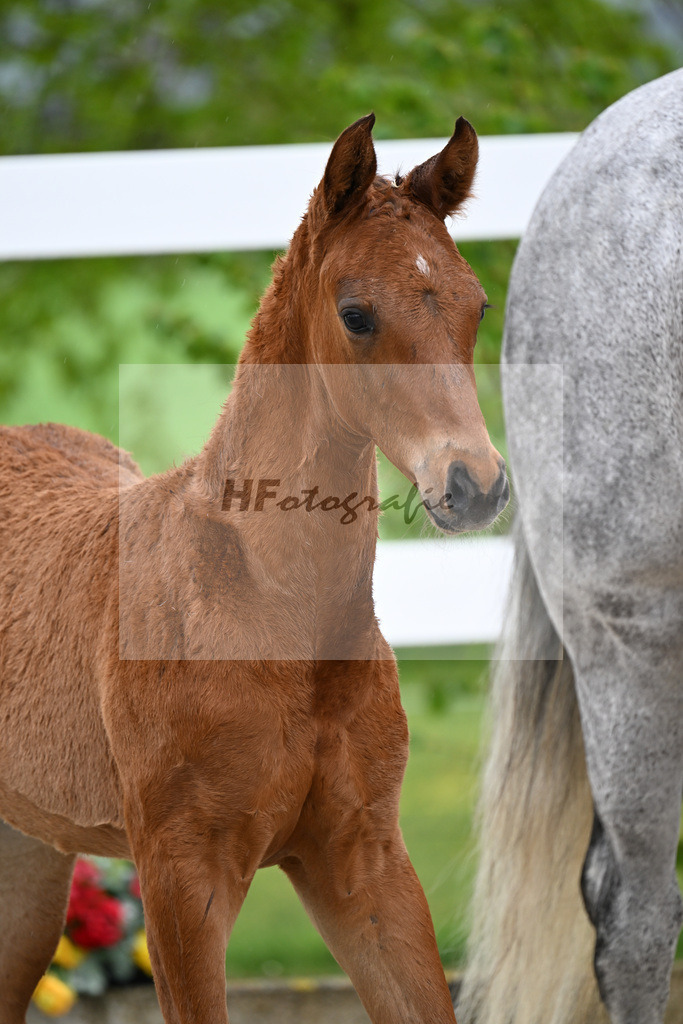 Kat-Nr. 23 HF Chaccos Son x Stolzenberg_Strohmeier_23261481 | hf-fotografie - Realisiert mit Pictrs.com