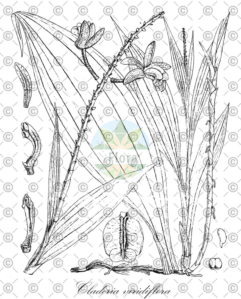 HistAbb_1584_1_FLORAD_SIMPLE | Historische Abbildung von Claderia viridiflora - Orchidaceae | Historical Illustration of Claderia viridiflora - Orchidaceae