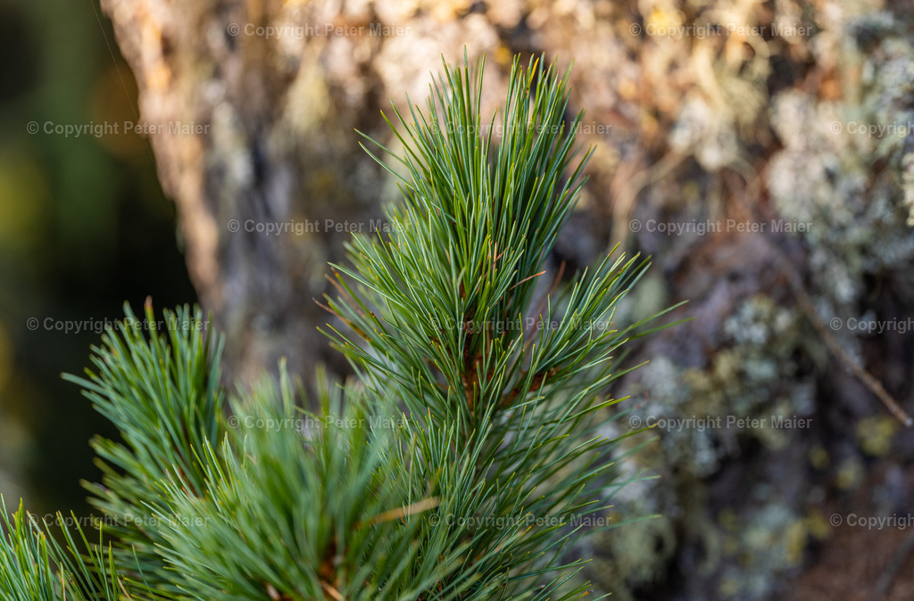 Divers_Erlebnisraum_Wald_23_Peter_Maier-126 | piet_flosse