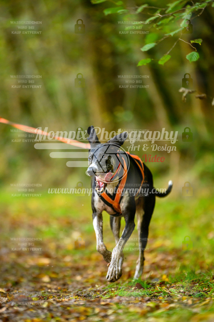 MompixPhotography_20TSB_E1_Run-93 | PayLife