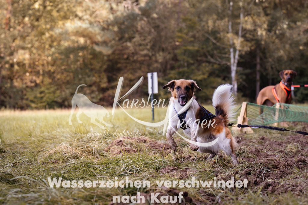 1220_ZZ94038 | kk-dogfotos