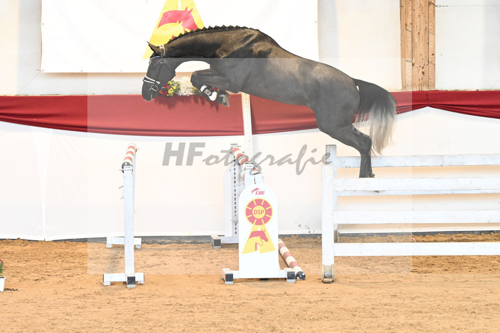 Kat-Nr. 35 Hickstead White x Alcatraz_Sommer_43231373 | hf-fotografie - Realisiert mit Pictrs.com