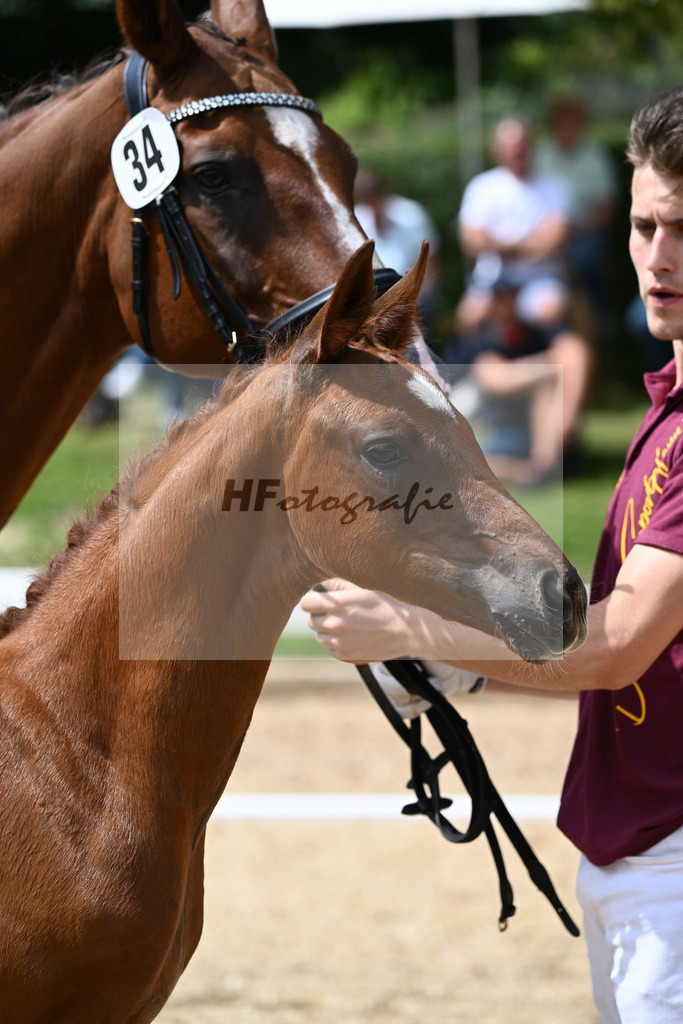 Kat-Nr. 34 SF Floricello x Del Piero_Wackerl_27230538 | hf-fotografie - Realisiert mit Pictrs.com