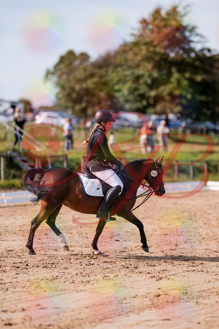 2026_10_03_Siefer-Hof_121038_Z81_13033444 | Professionelle Reitsport-, Turnier- und Eventfotografie von Robert Broda. Galerien mit ausgewählten und bearbeiteten Bildern direkt online ansehen und bestellen.