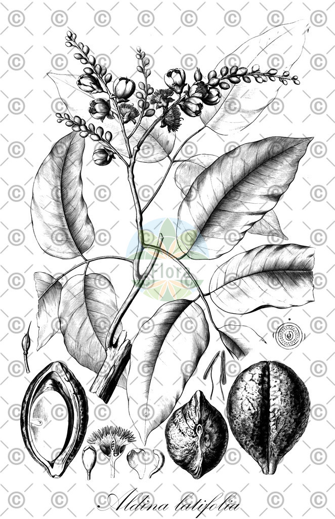 HistAbb_wfo-0000173801_1_ENZY_Simple | Historische Abbildung von Aldina latifolia - Fabaceae | Historical Illustration of Aldina latifolia - Fabaceae