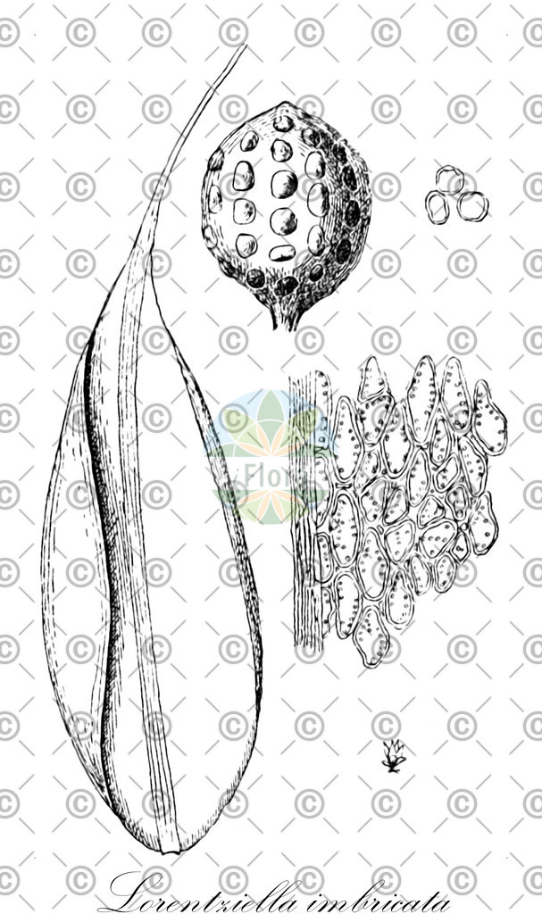 HistAbb_wfo-0001065276_1_ENZY_Simple | Historische Abbildung von Lorentziella imbricata - Gigaspermaceae | Historical Illustration of Lorentziella imbricata - Gigaspermaceae