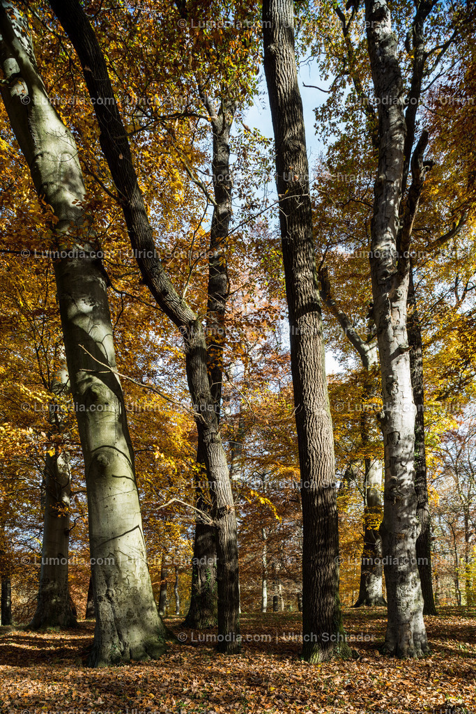 10049-4697 - Schloss und Schlosspark Harbke | Stockfoto und Bilderpool mit Bildmaterial aus Deutschland, dem Harz, Halberstadt, Quedlinburg, Wernigerode und weltweit. Qualitativ hochwertige und professionelle Fotos anschauen und kaufen. - Realisiert mit Pictrs.com