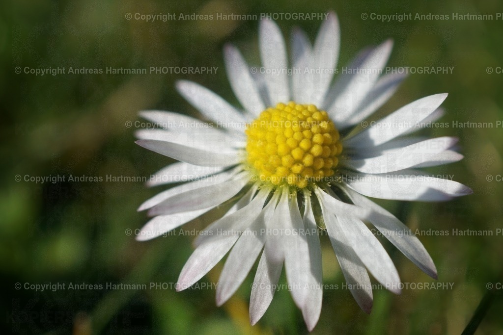 Gänseblümchen ganz groß | Gänseblümchen ganz groß - Realisiert mit Pictrs.com