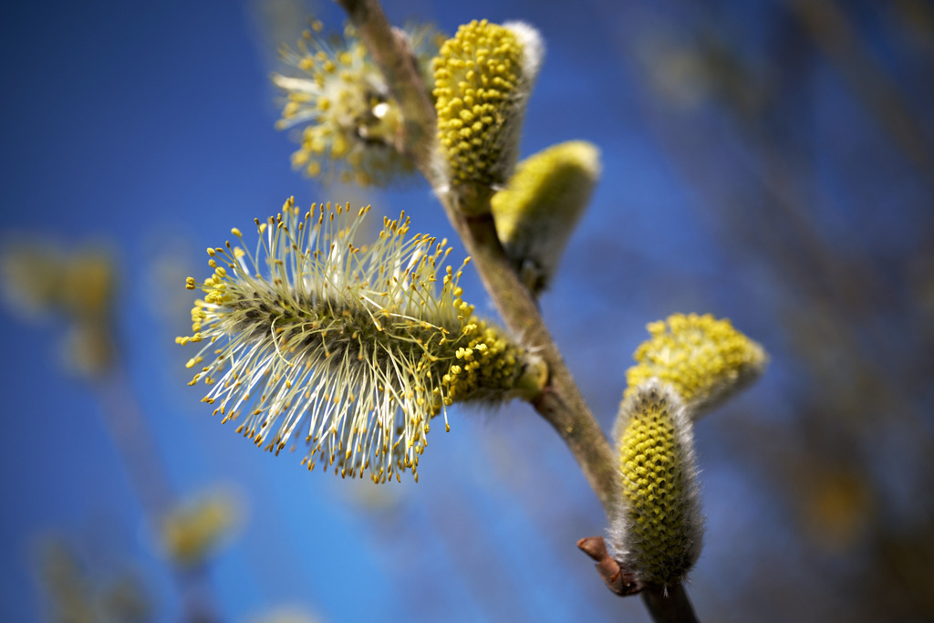 blühende Palmkätzchen | Burgenland, Austria - March 12, 2023: blühende Palmkätzchen gegen einen blauen Himmel. - Realisiert mit Pictrs.com