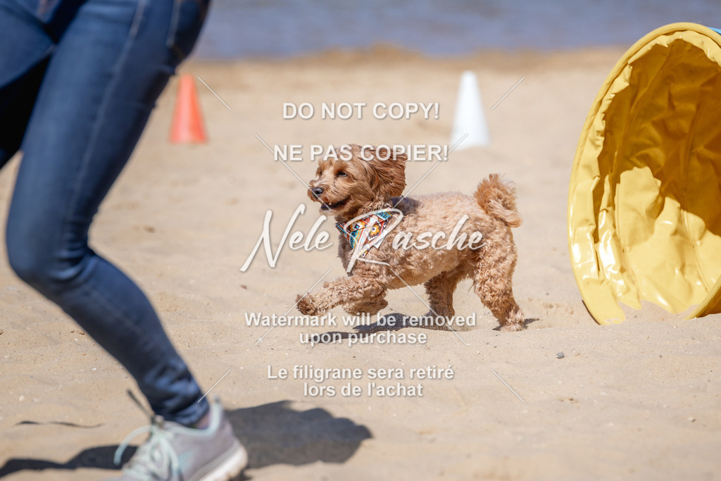 NR__1288 | nelerasche
