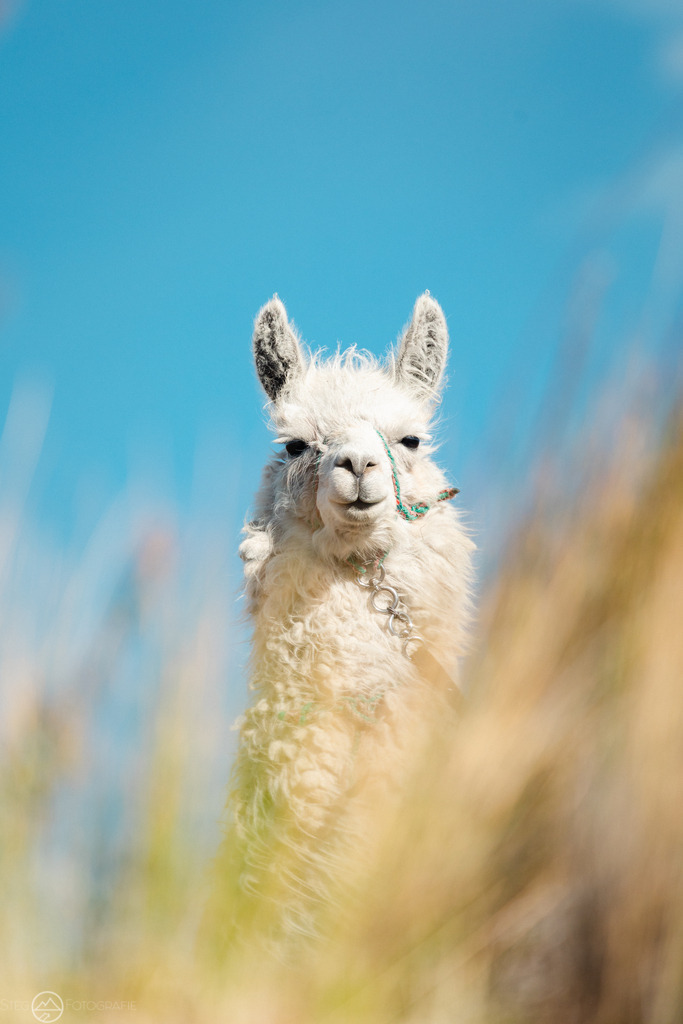 Lama | Format 3 zu 2 - Realized with Pictrs.com