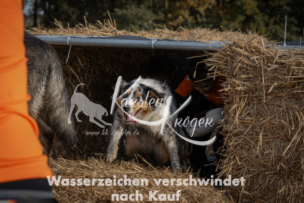 1032_ZZ98556 | kk-dogfotos