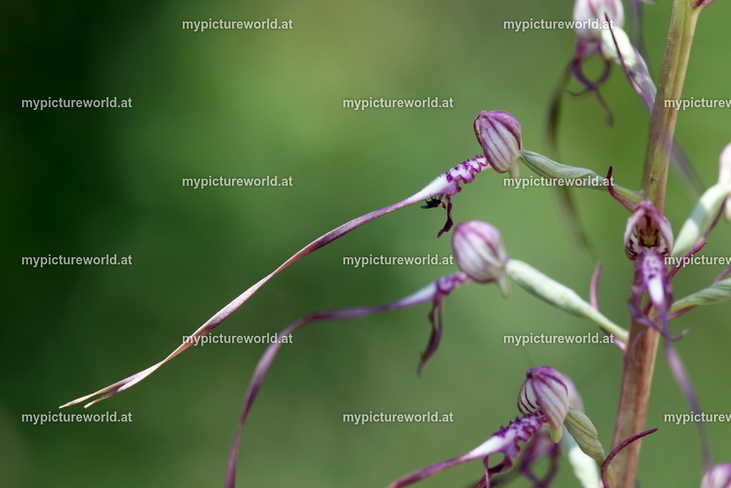 Adriatische Riemenzunge-002 | Das Bilderarchiv über Tiere, Planzen und Landschaften. In der Bilddatenbank finden Sie ein große Auswahl an hochwertigen Bilder für Ihre Werbung - Realisiert mit Pictrs.com