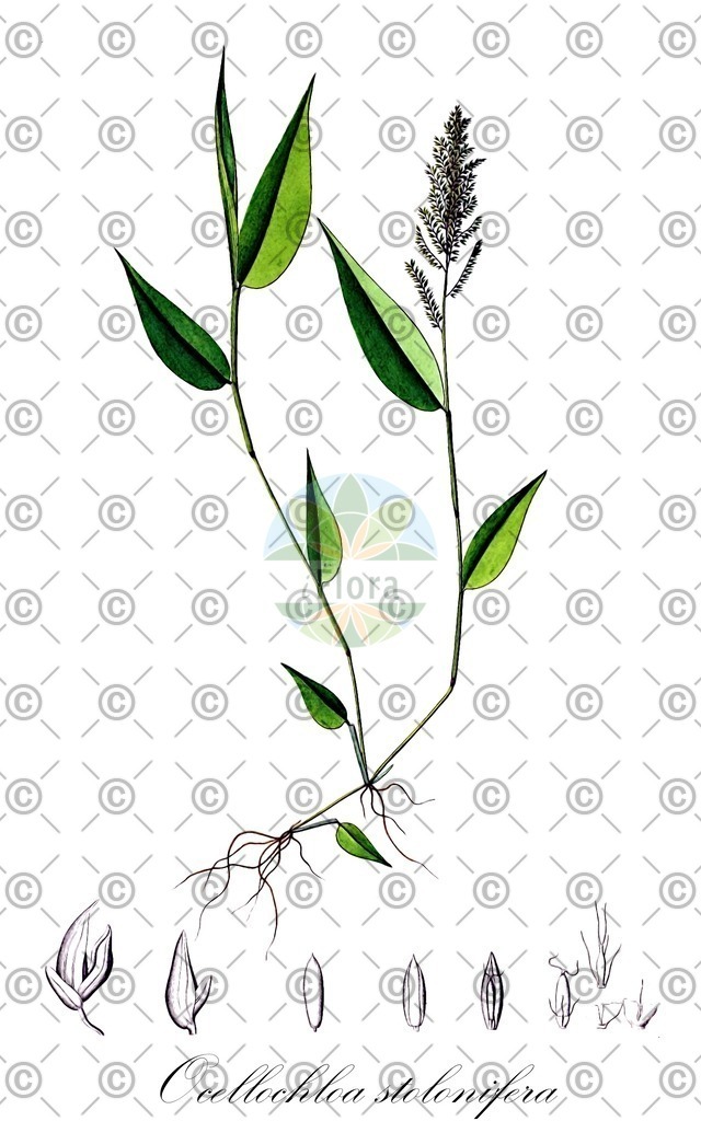 HistAbb_wfo-0000390255_1_ENZY_Simple | Historische Abbildung von Ocellochloa stolonifera - Poaceae | Historical Illustration of Ocellochloa stolonifera - Poaceae