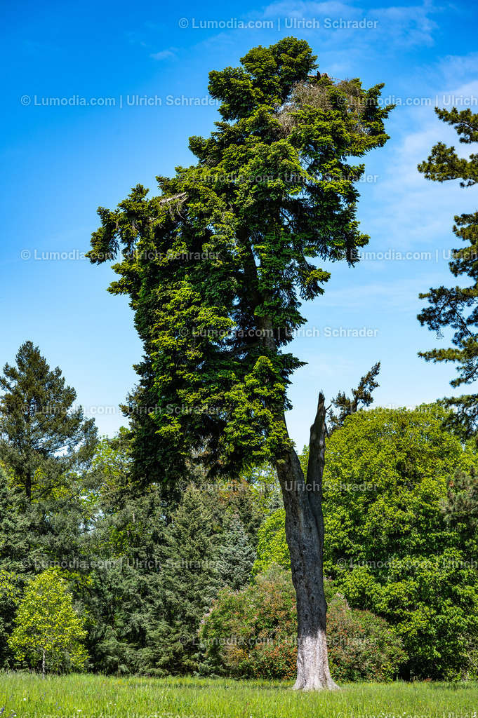 10049-14094 - Landschaftspark Degenershausen | Stockfoto und Bilderpool mit Bildmaterial aus Deutschland, dem Harz, Halberstadt, Quedlinburg, Wernigerode und weltweit. Qualitativ hochwertige und professionelle Fotos anschauen und kaufen. - Realisiert mit Pictrs.com
