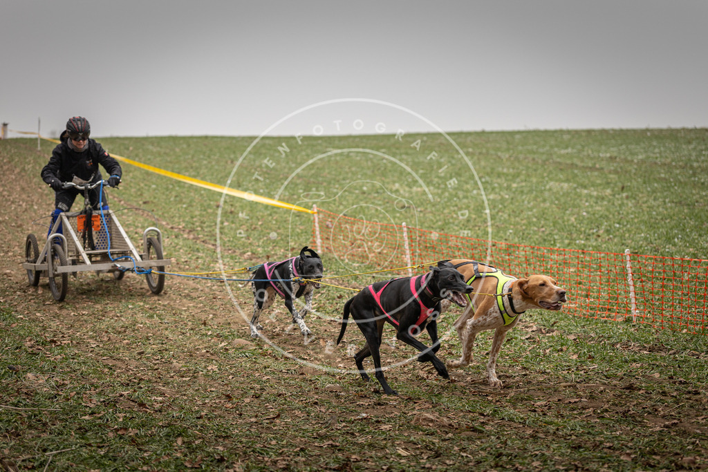 Pfotenfotografie_DV3A4544 | Hundefotografie, Tierfotograf, Pfotenfotografie, Fotoshooting Hund, Hunde Portrait, Hundesport, Hundeportraits, Heideshooting, Hunde, Sportfotograf, Hundefotograf, Turnierhundsport, THS,  - Realisiert mit Pictrs.com