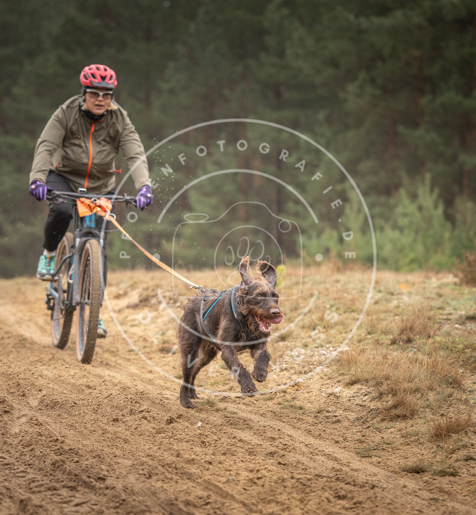 Pfotenfotografie_DV3A3616 | Hundefotografie, Tierfotograf, Pfotenfotografie, Fotoshooting Hund, Hunde Portrait, Hundesport, Hundeportraits, Heideshooting, Hunde, Sportfotograf, Hundefotograf, Turnierhundsport, THS,  - Realisiert mit Pictrs.com