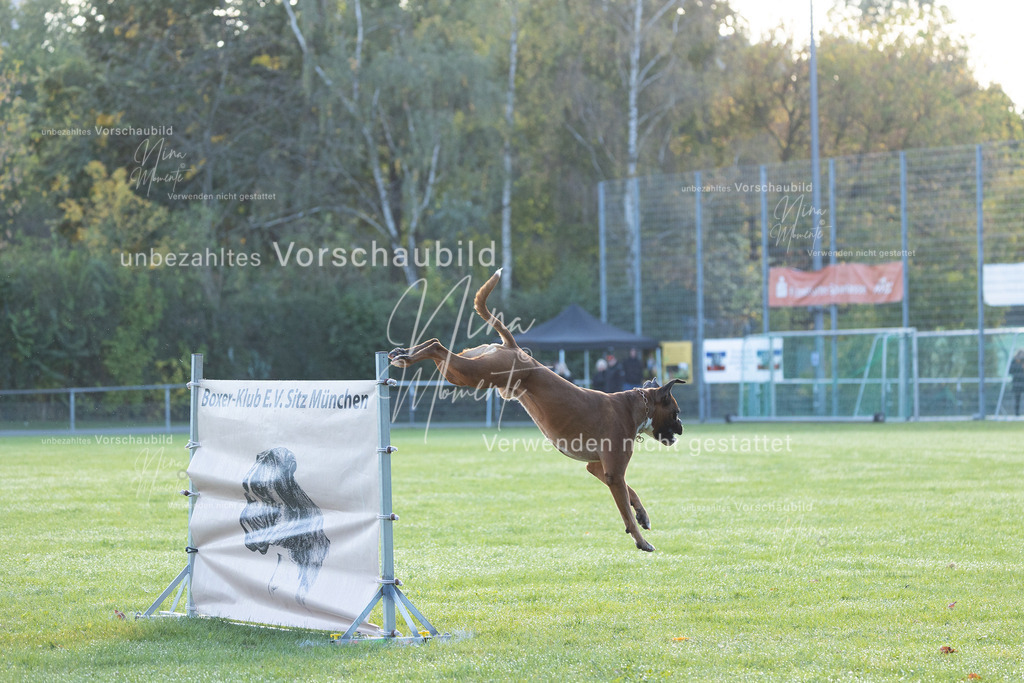 _16A6234 | Einzigartige Fotos von Hunden & Menschen –Actionfotos, Portraits, Vereinsaufnahmen & Paarshootings – authentisch, lebendig & mit Herz.