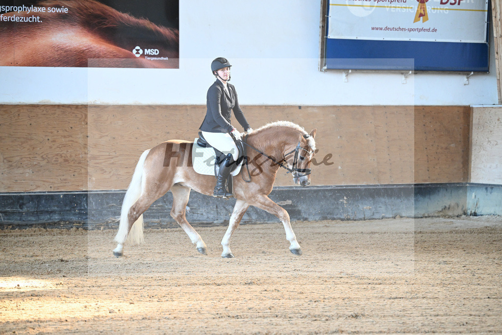 Kat-Nr. 8 Simba L v. Sonnenkoenig-Gold_Kappelsberger_43250260 | hf-fotografie - Realizzato con Pictrs.com