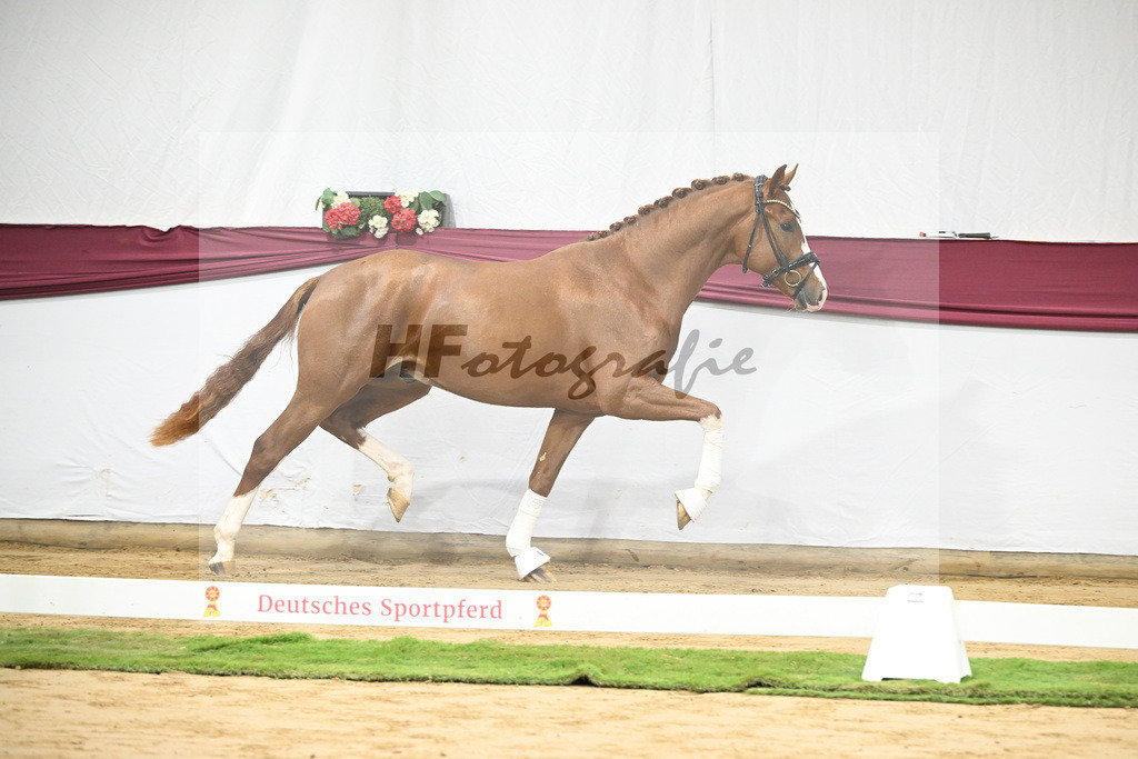 Kat-Nr. 140 Juwel x Vitalis_BG Westhoff u Rothenberger_47253157 | hf-fotografie - Realisiert mit Pictrs.com