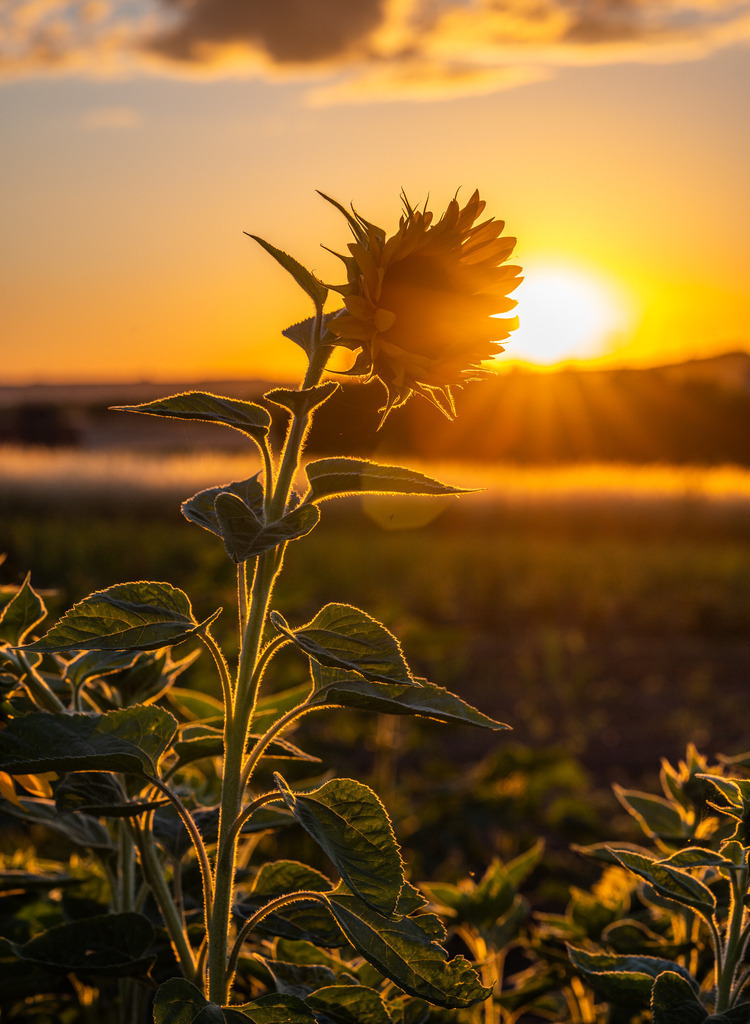 _DSC3701 | renerovisanfotoart.com