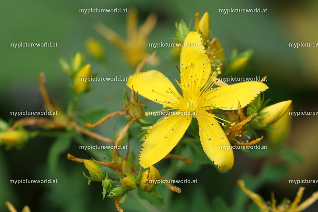 Echtes Johanniskraut-003 | Das Bilderarchiv über Tiere, Planzen und Landschaften. In der Bilddatenbank finden Sie ein große Auswahl an hochwertigen Bilder für Ihre Werbung - Realisiert mit Pictrs.com