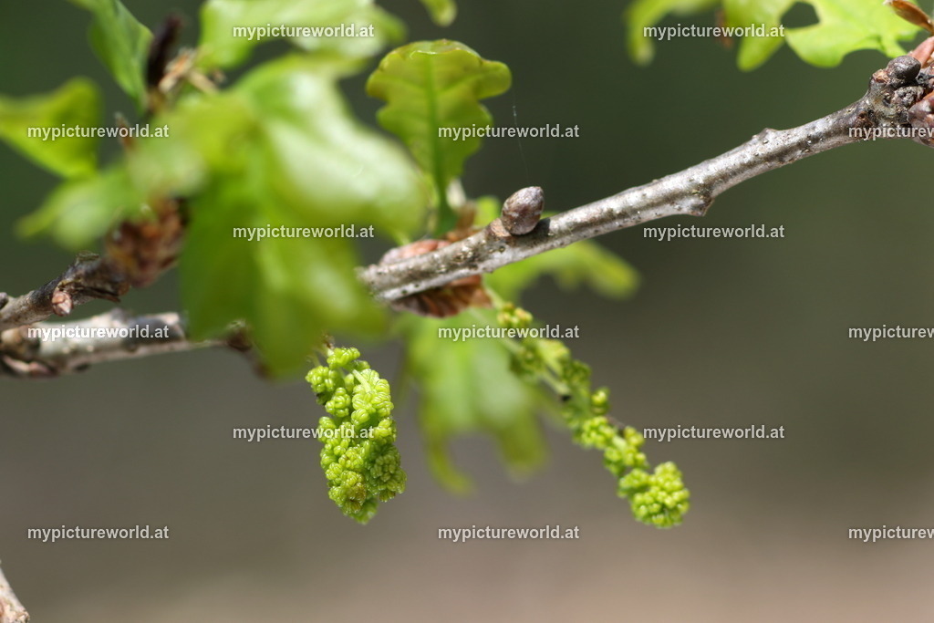 Stieleiche-006 | Das Bilderarchiv über Tiere, Planzen und Landschaften. In der Bilddatenbank finden Sie ein große Auswahl an hochwertigen Bilder für Ihre Werbung - Realized with Pictrs.com