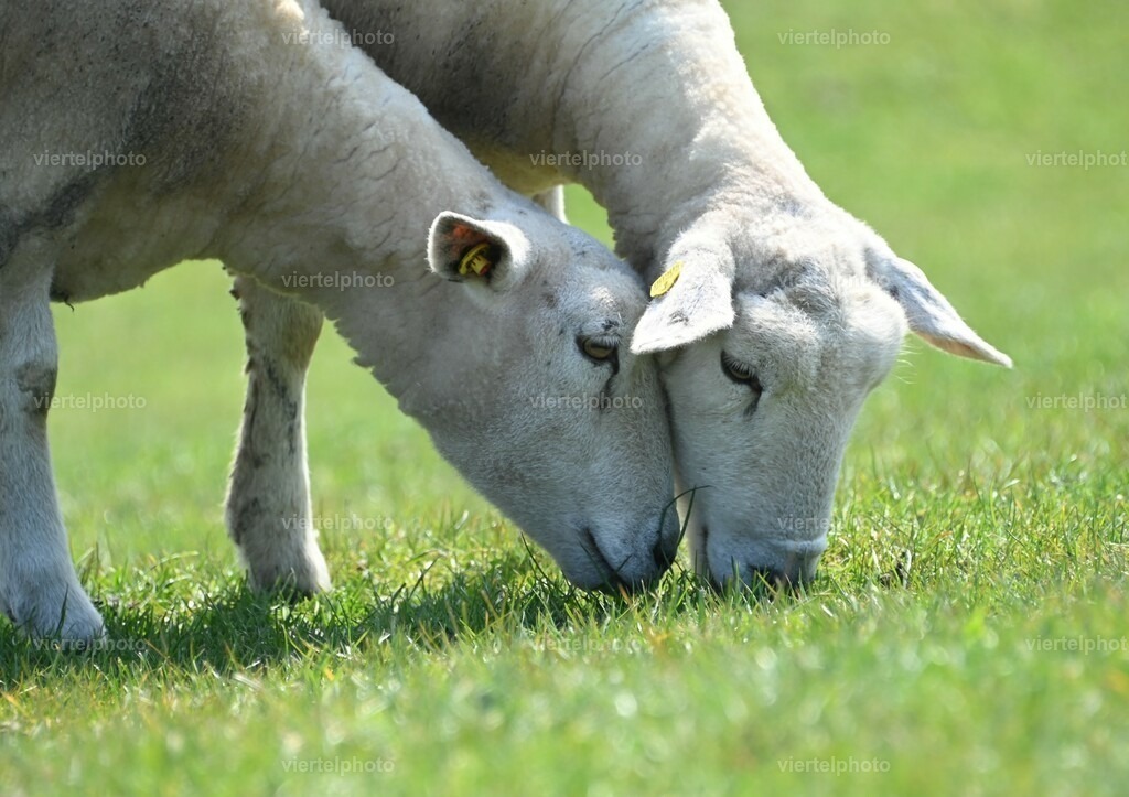 Geschwisterliebe | viertelphoto - Realisiert mit Pictrs.com