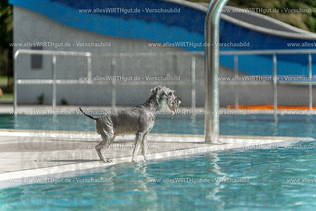 Hundeschwimmen_Volksbad_2026-allesWIRTHgut_Tierfotografie-2609061520-7R501451 | Professionelle Tierfotografie in Mönchengladbach von Daniel Wirth (allesWIRTHgut). Liebevolle & natürliche Bilder von Hunden & Katzen für unvergessliche Erinnerungen.