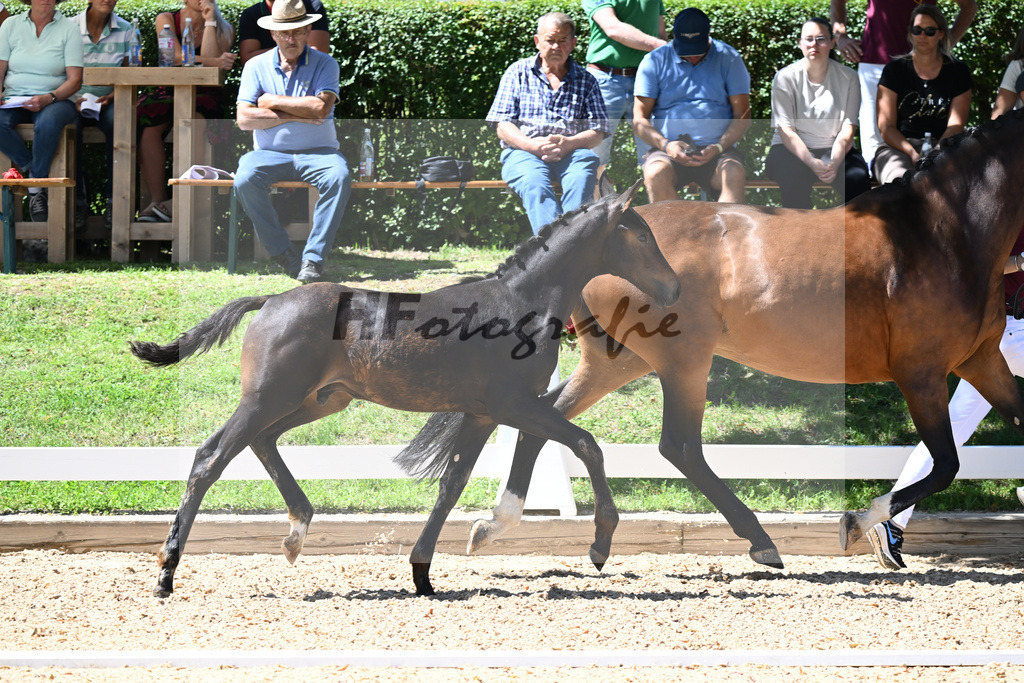 Kat-Nr. 71 HF DSP Va Bene x Antango_Wadenspanner_27230637 | hf-fotografie - Realisiert mit Pictrs.com