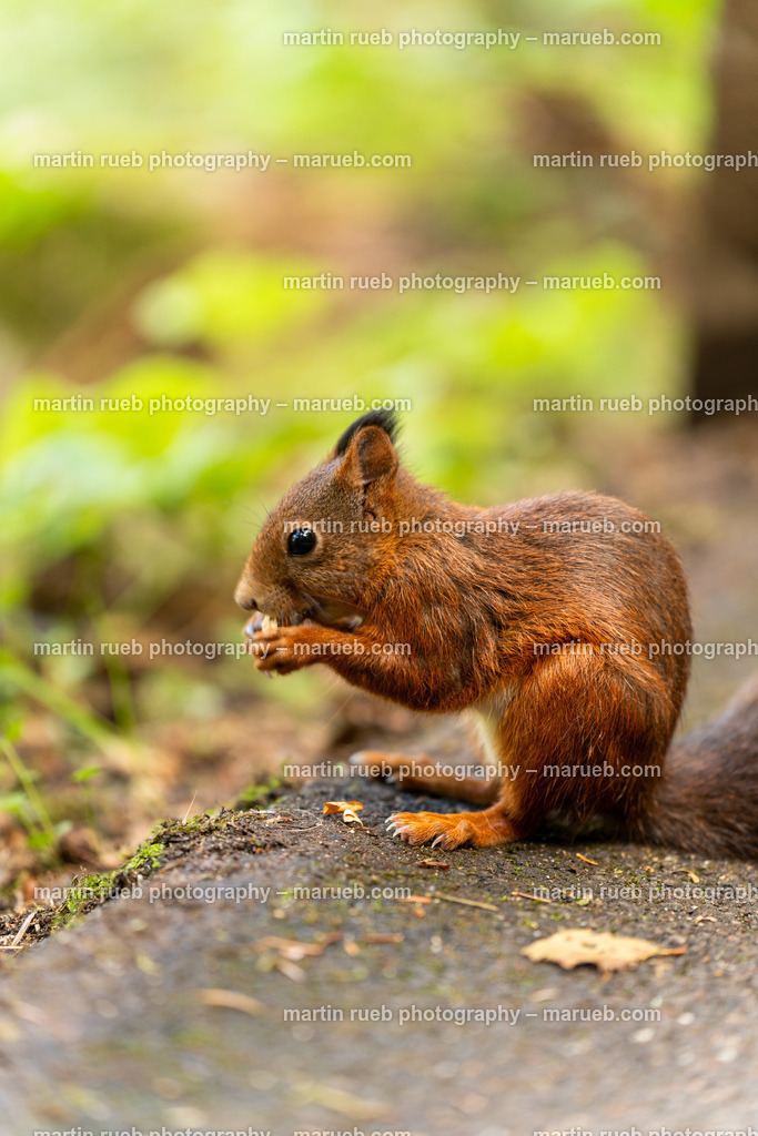 Lunch time II (vertical) | Squirrel in it's natural habitat - Realisiert mit Pictrs.com