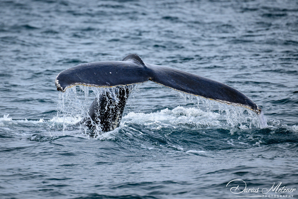 Árskógssandur | Árskógssandur auf Island