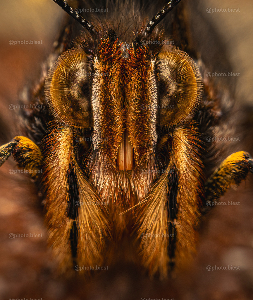 Hasenfalter? | Ein Admiralfalter im frontalen Portrait. - Realisiert mit Pictrs.com
